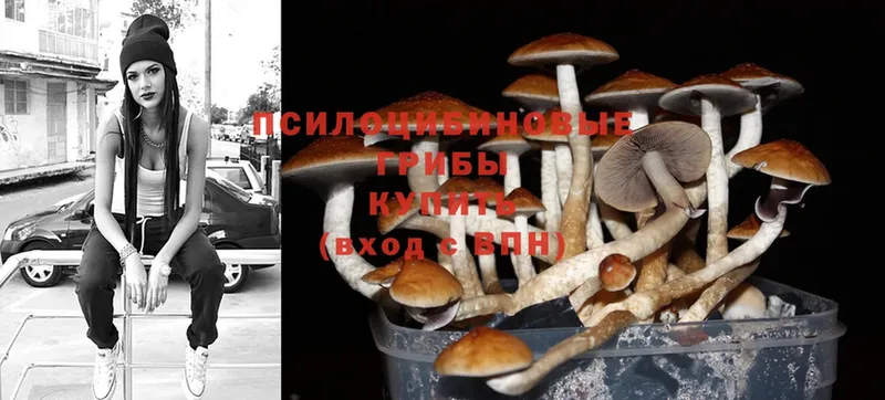 Псилоцибиновые грибы Psilocybine cubensis  Нальчик 